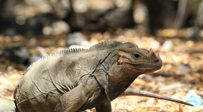 Rhinoceros iguana Rhinoceros Iguana in the Dominican Republic