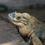 rhinoceros-iguana4