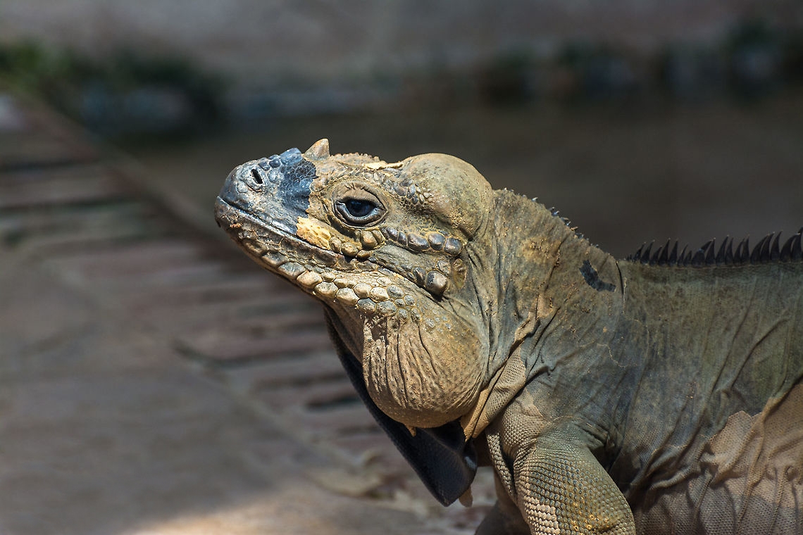 A beautiful specimen of Rhinoceros iguana at the Jaragua park