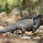 rhinoceros-iguana9