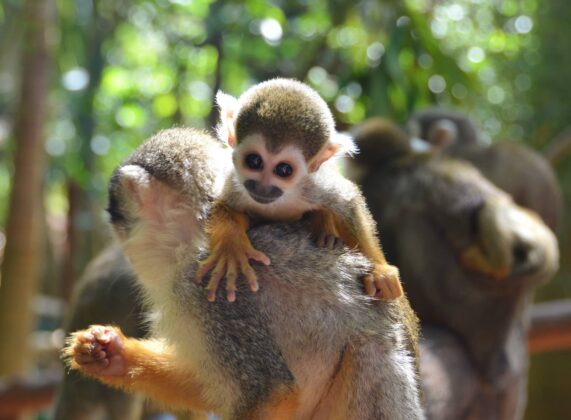 monkey and mom