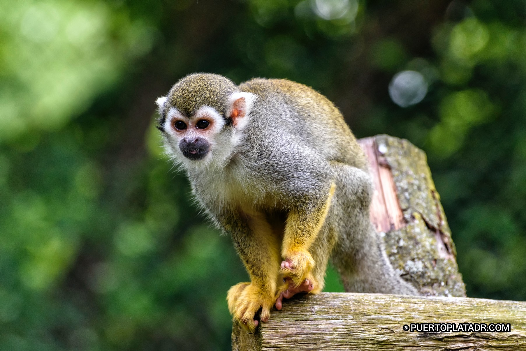 Monkey Jungle Dominican Republic