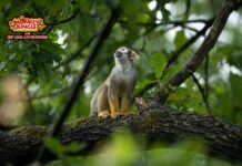 Monkey Jungle DR Monkey Jungle Dominican Republic