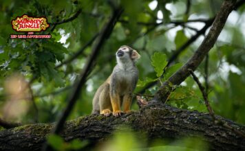 Monkey Jungle DR Monkey Jungle Dominican Republic