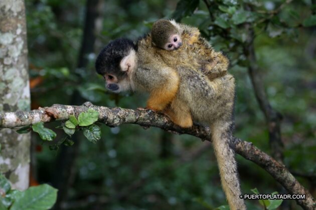 Monkey mom and baby
