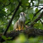 solitary_squirrel_monkey
