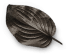 black-leaf1.png