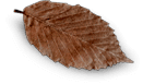 espresso-leaf1.png
