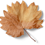 latte-leaf.png