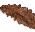 mocha-leaf.png